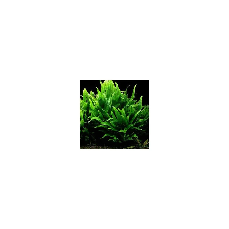 plantasdeacuarios192649