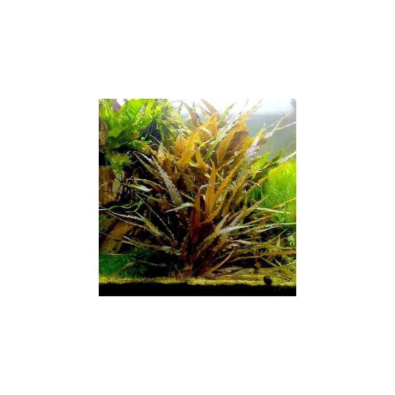 plantasdeacuarios192650