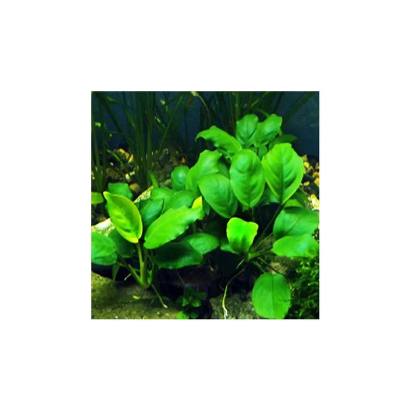 plantasdeacuarios192651