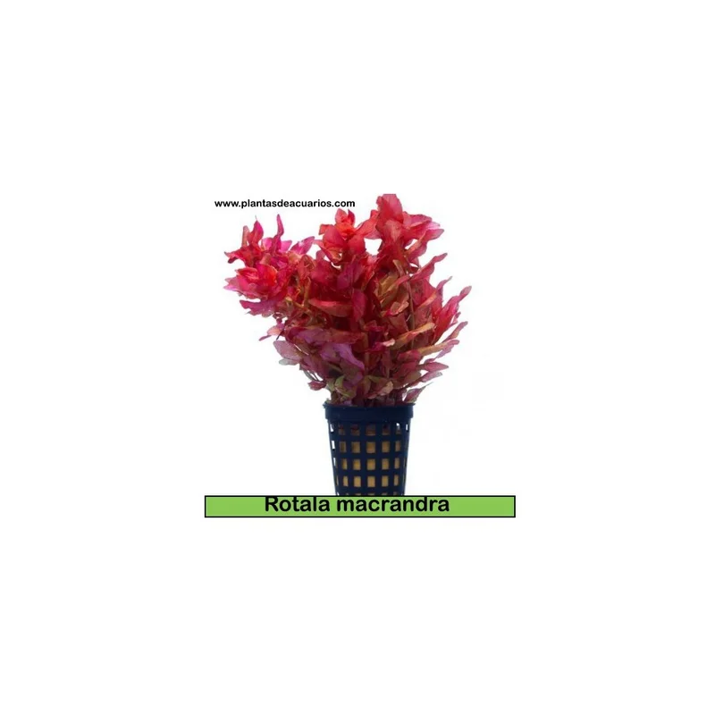 plantasdeacuarios192652