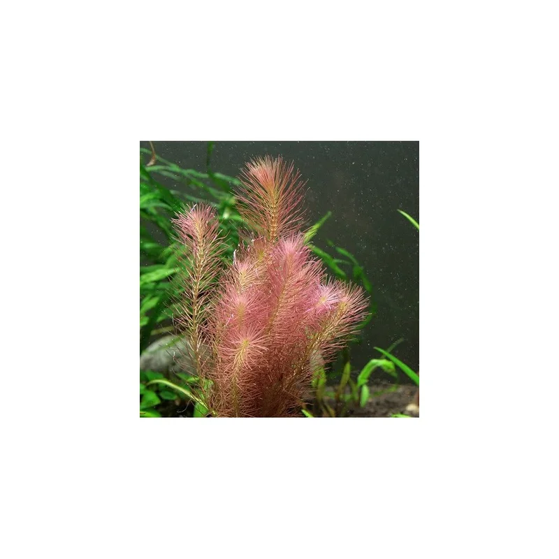 plantasdeacuarios192653
