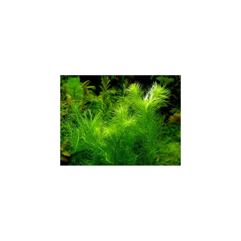 plantasdeacuarios192655