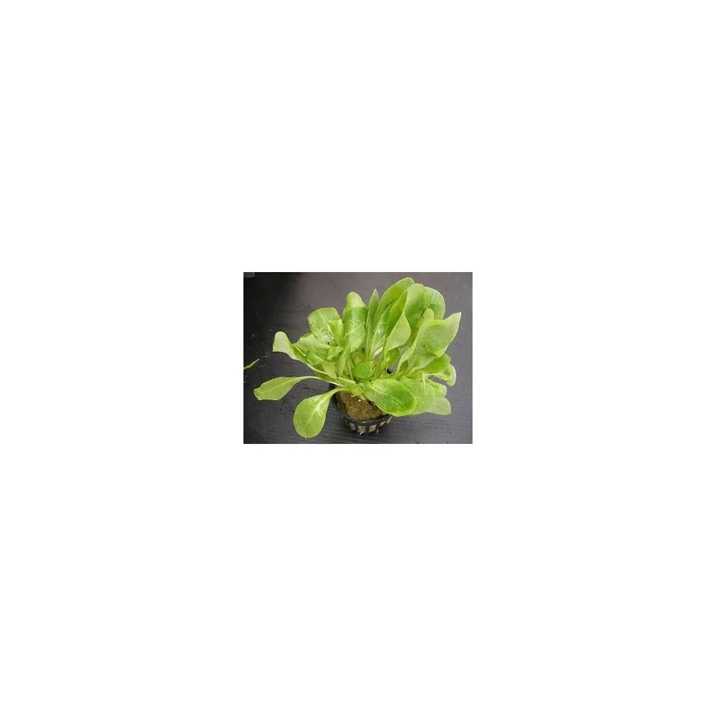 plantasdeacuarios192659