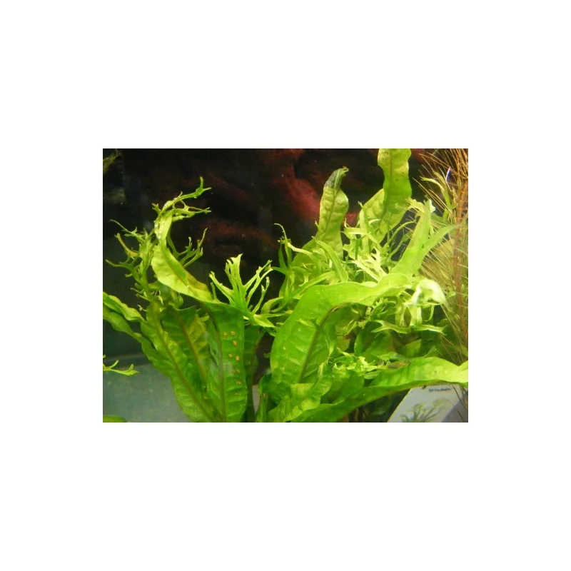 plantasdeacuarios192660
