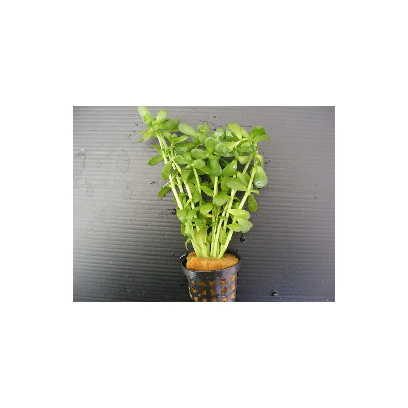 plantasdeacuarios192661