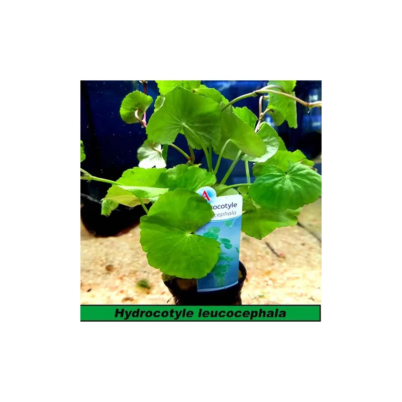 plantasdeacuarios192663