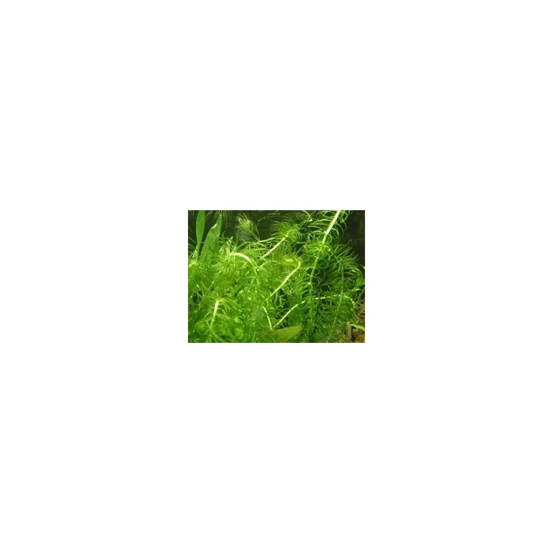 plantasdeacuarios192665
