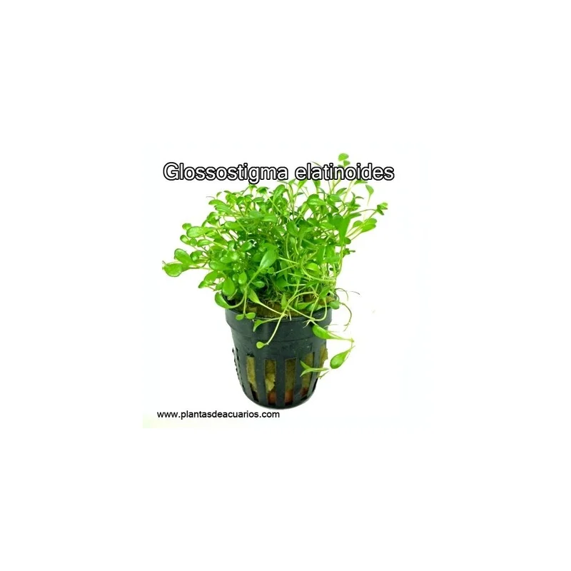 plantasdeacuarios192667