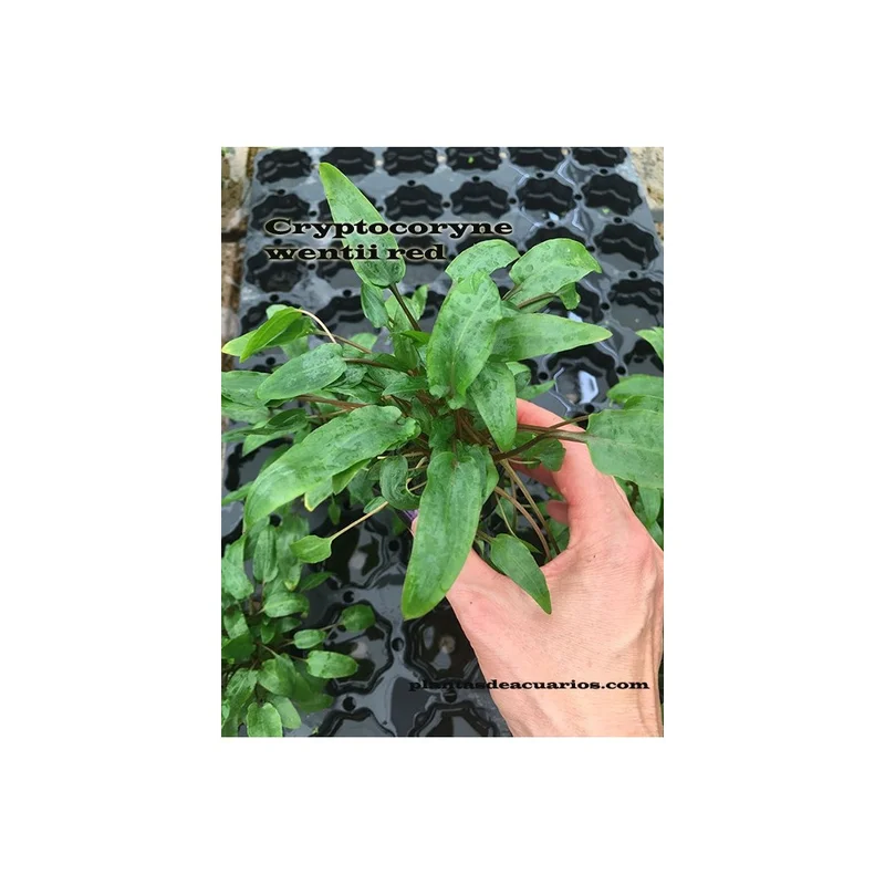 plantasdeacuarios192668