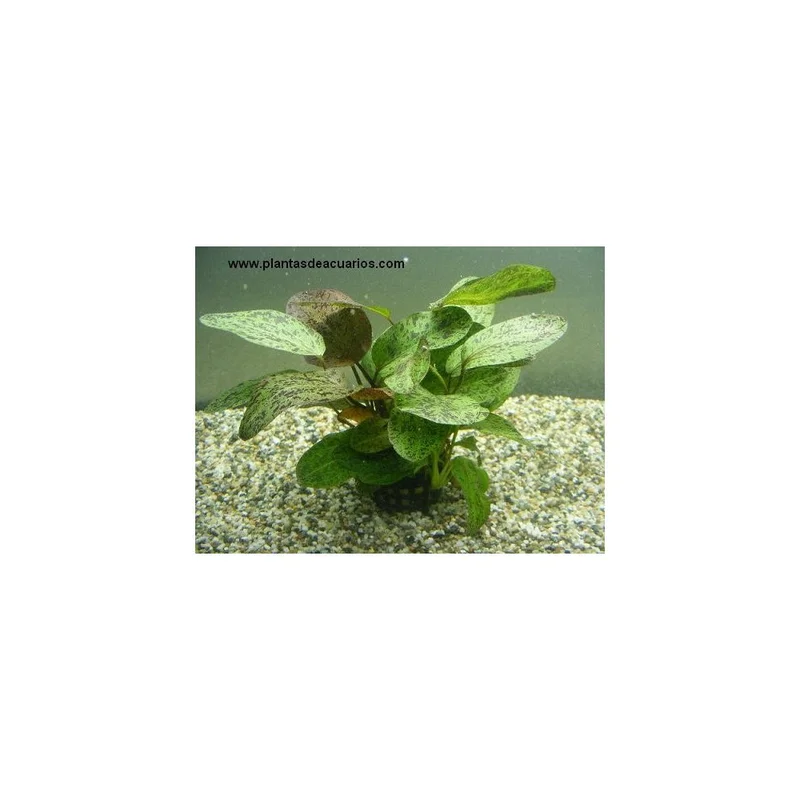 plantasdeacuarios192669