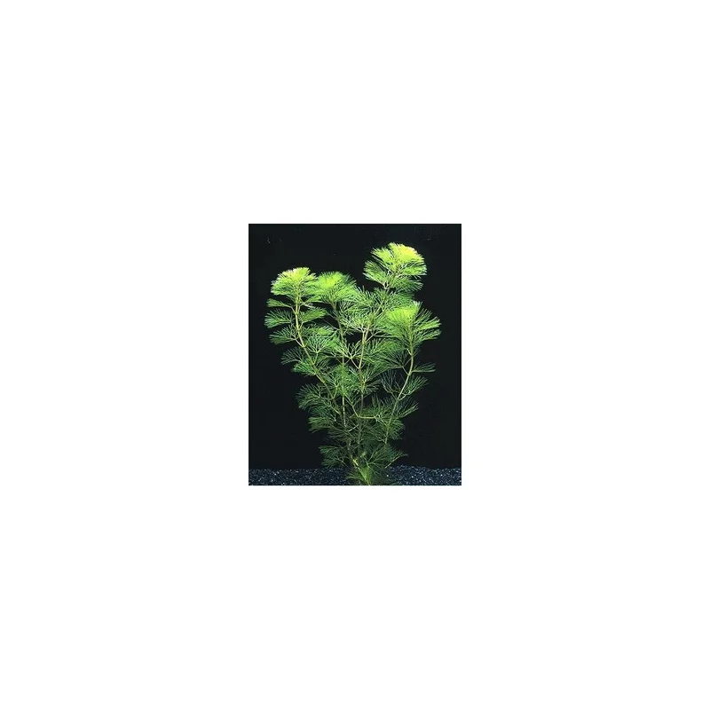 plantasdeacuarios192670