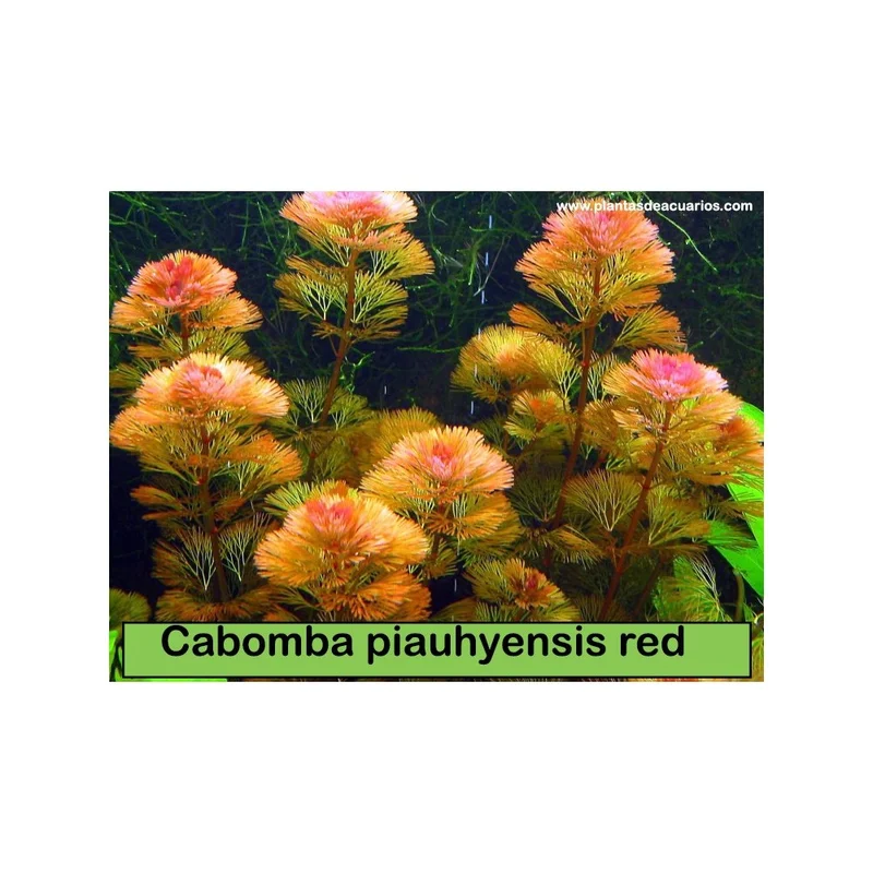 plantasdeacuarios192671