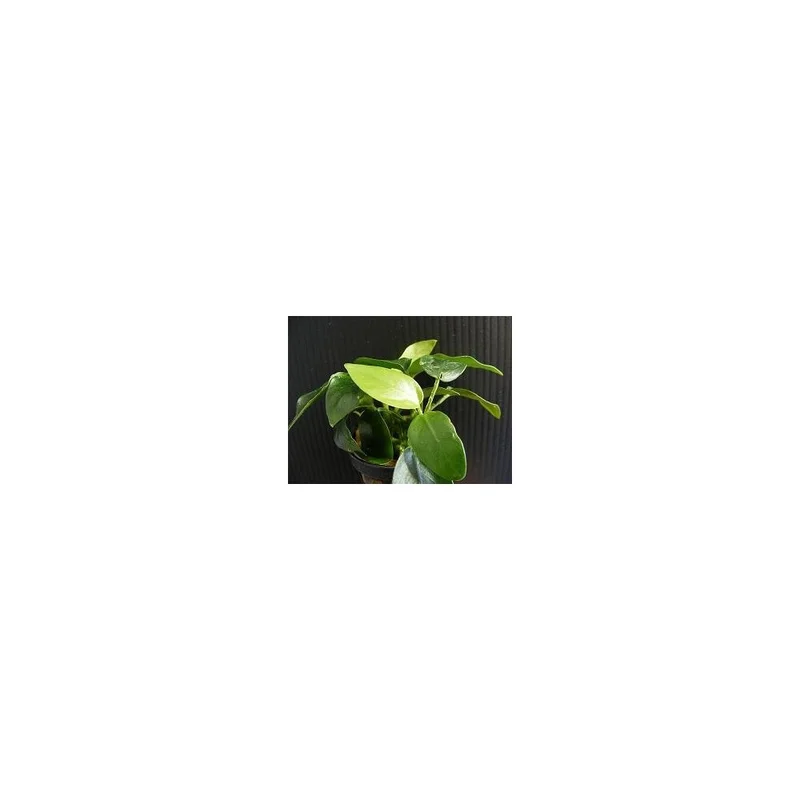 plantasdeacuarios192673