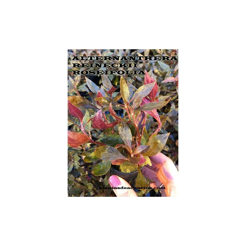 plantasdeacuarios192675