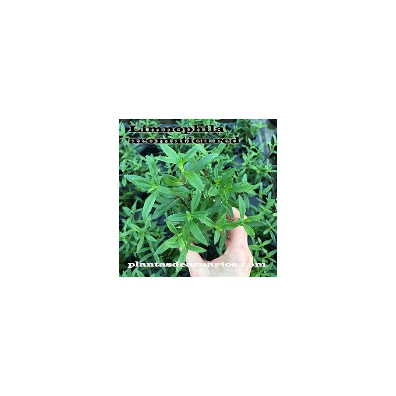 plantasdeacuarios192676
