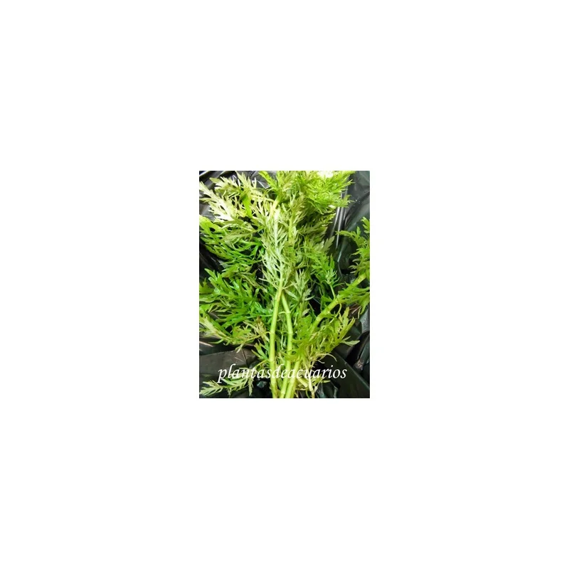 plantasdeacuarios192678