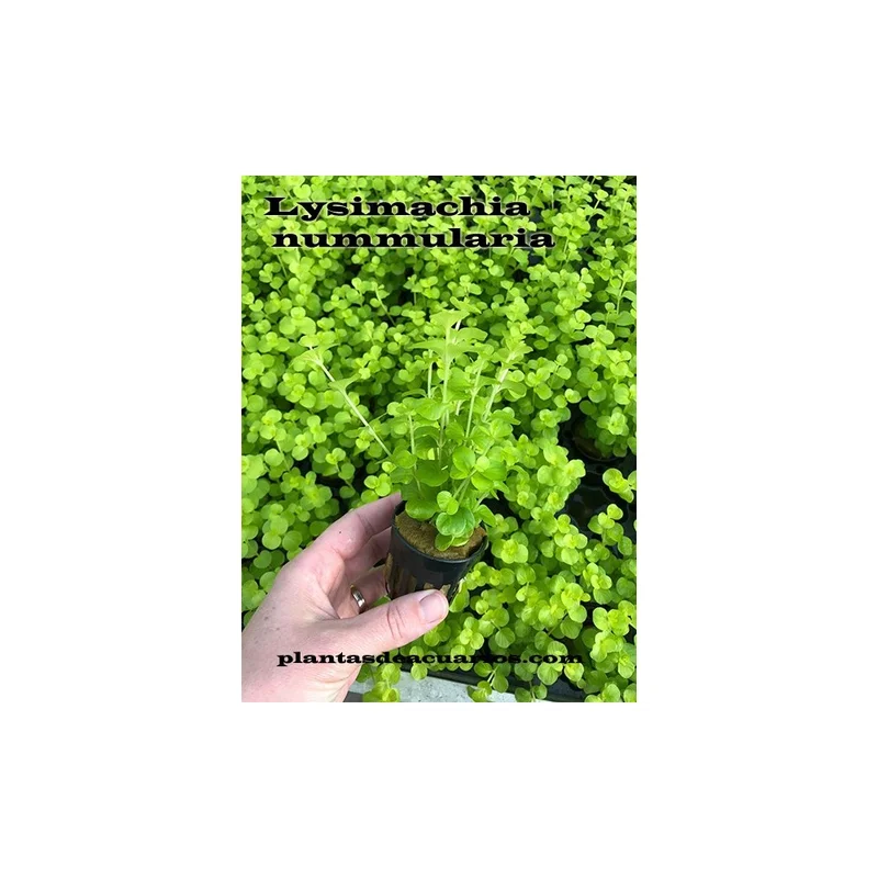 plantasdeacuarios192679
