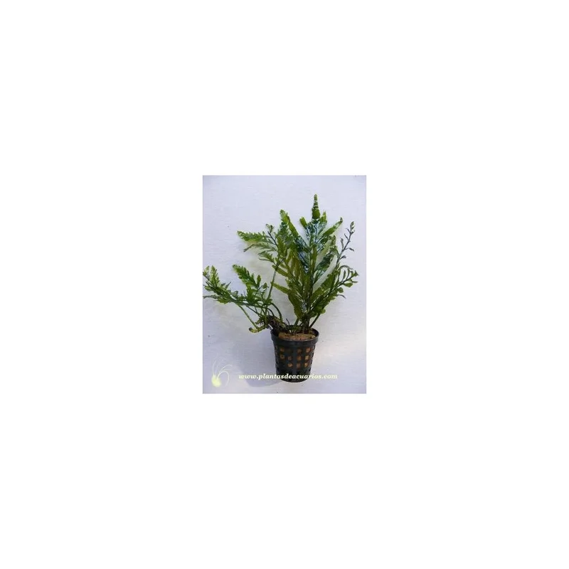 plantasdeacuarios192680