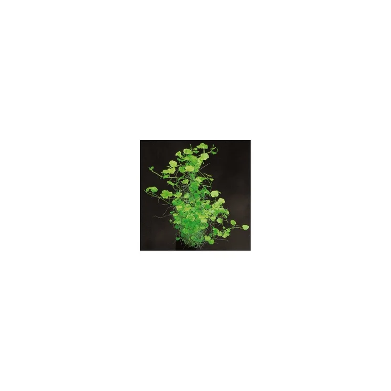 plantasdeacuarios192683