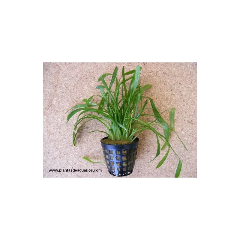 plantasdeacuarios192706
