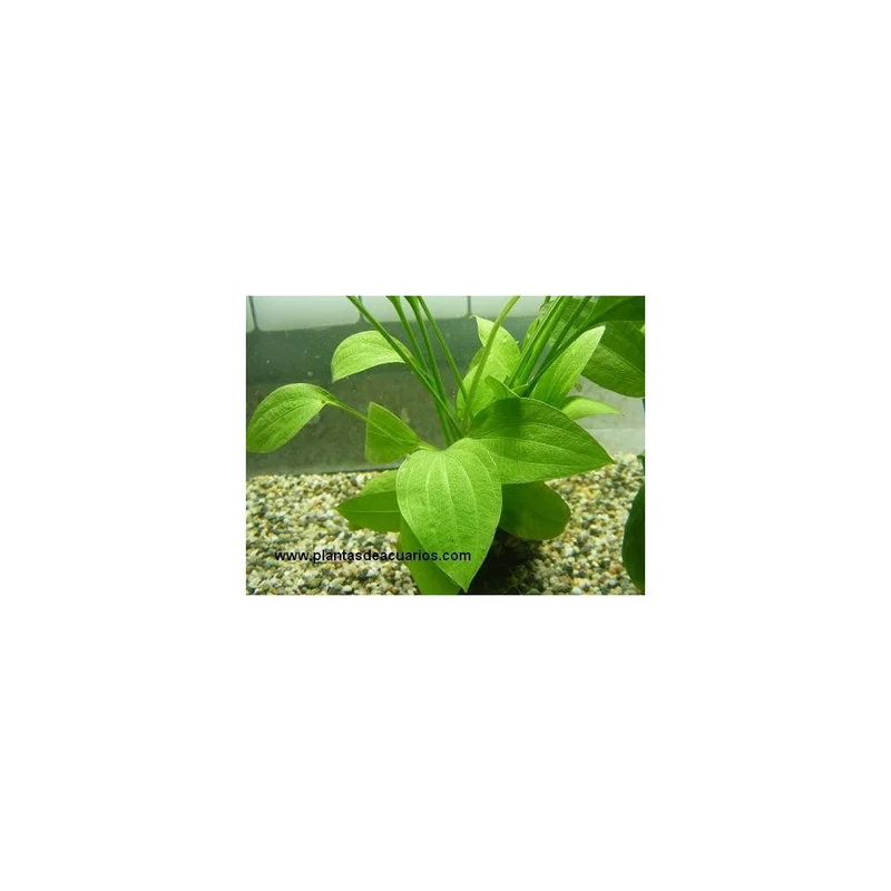 plantasdeacuarios192713