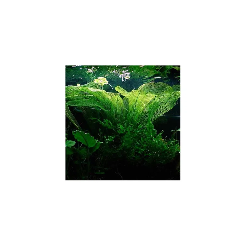 plantasdeacuarios192728