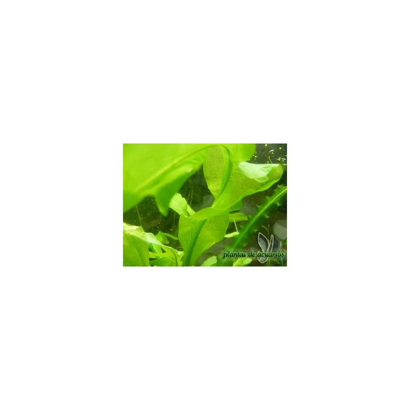 plantasdeacuarios192729