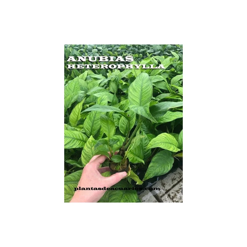 plantasdeacuarios192730