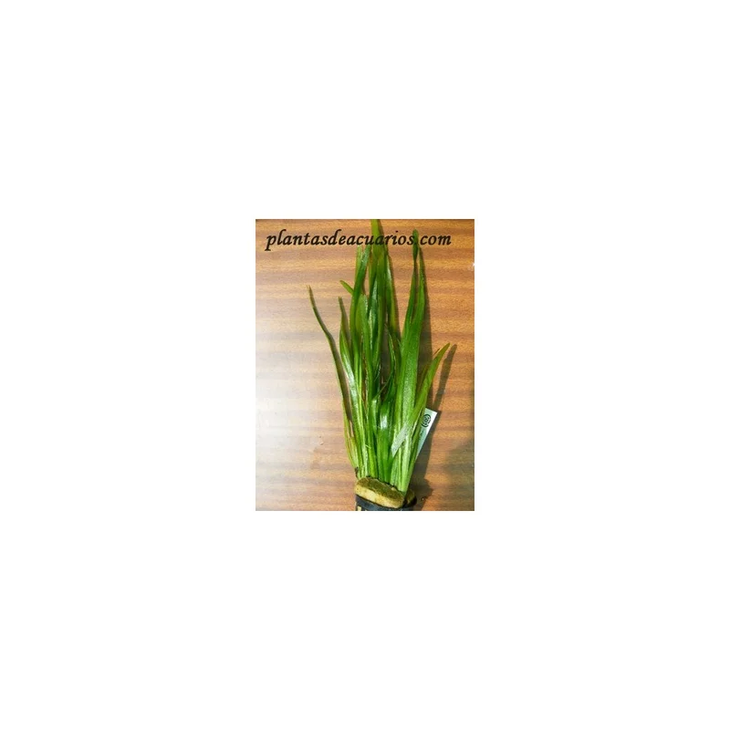 plantasdeacuarios192731