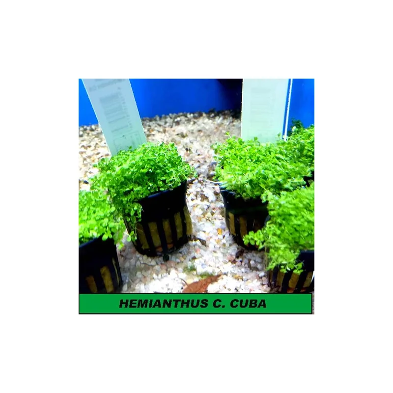 plantasdeacuarios192732