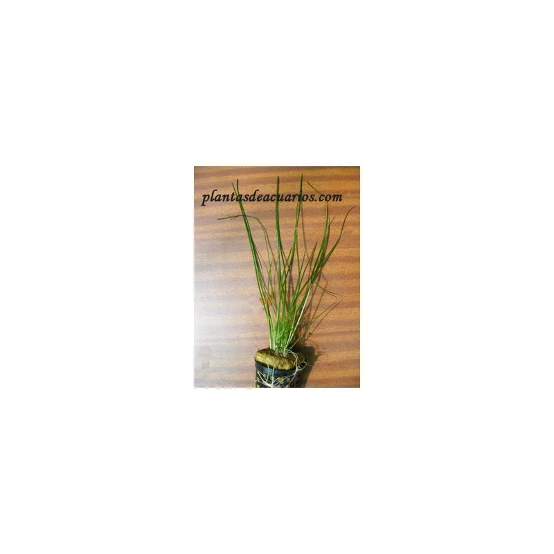 plantasdeacuarios192733