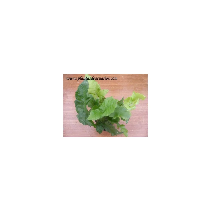 plantasdeacuarios192740