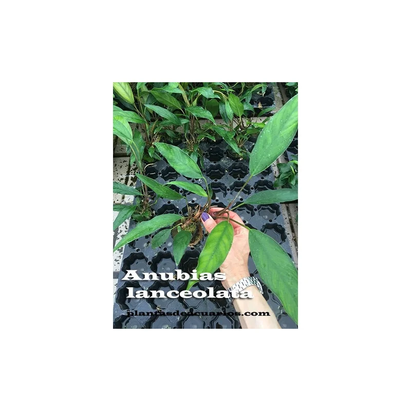 plantasdeacuarios192741