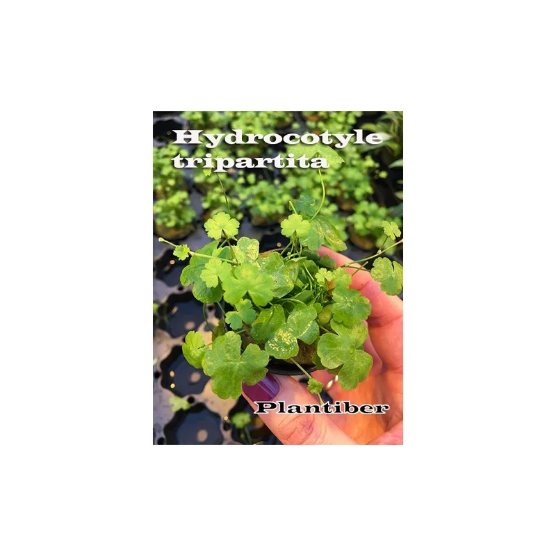 plantasdeacuarios192742