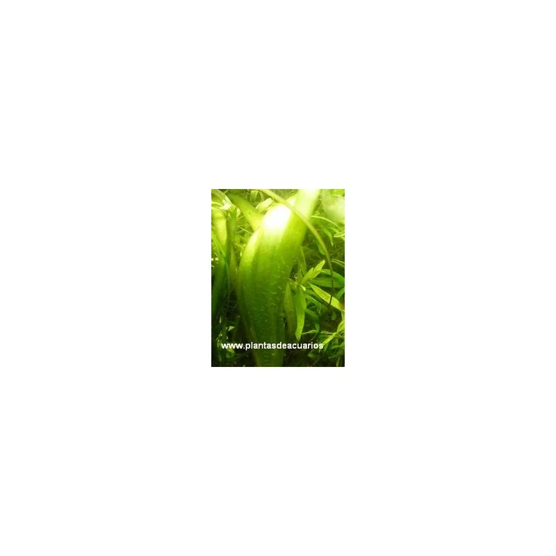 plantasdeacuarios192743