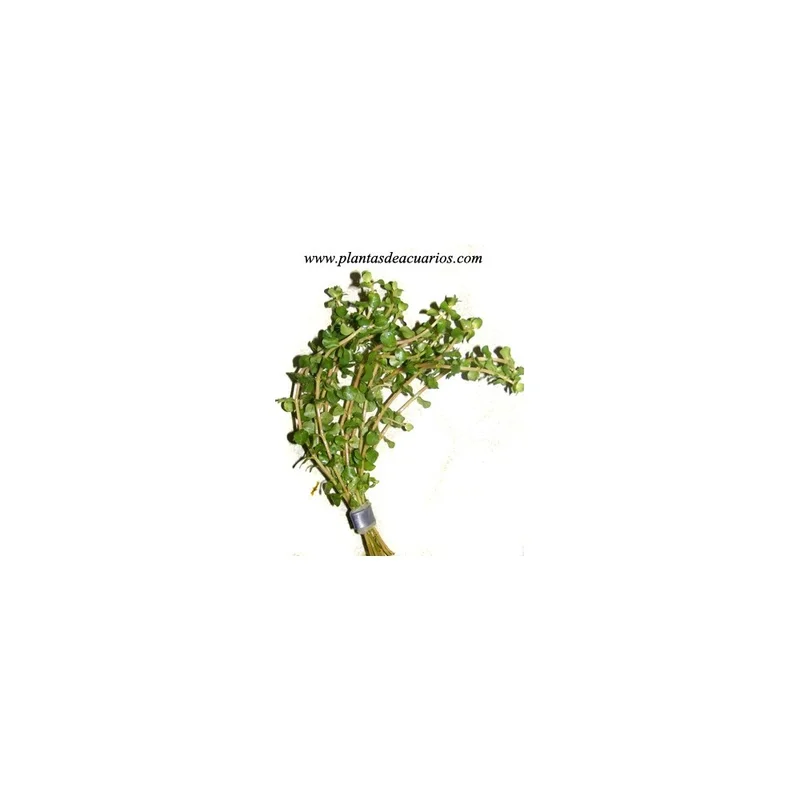 plantasdeacuarios192752