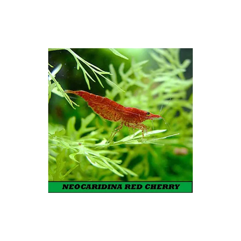 plantasdeacuarios192754