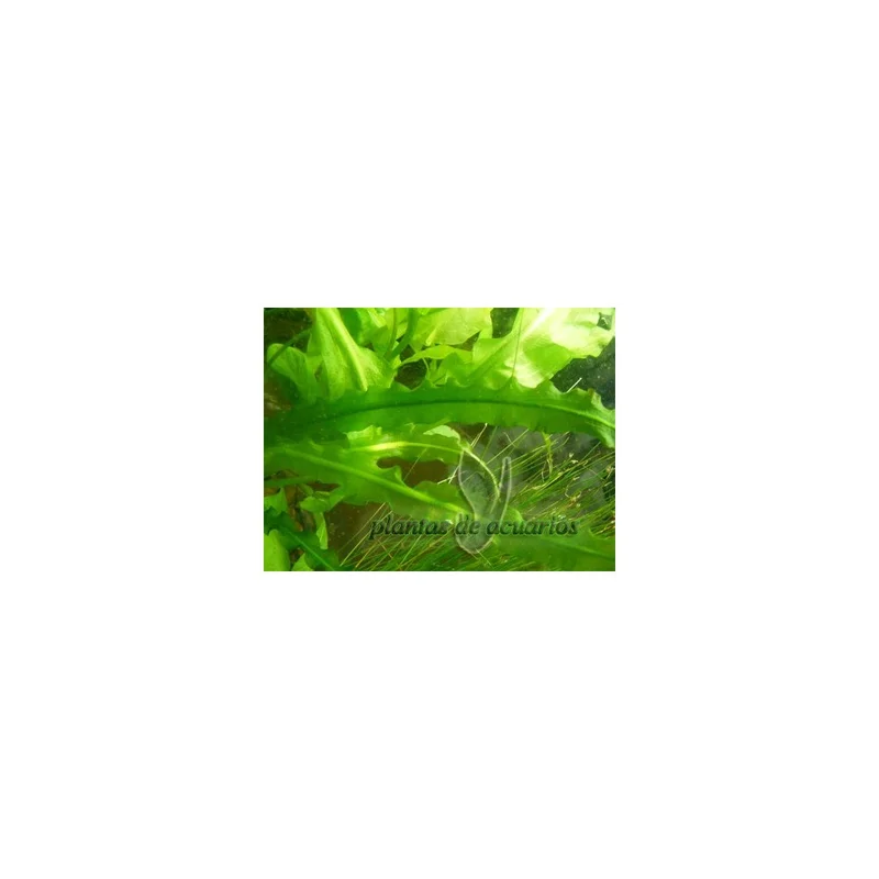plantasdeacuarios192757