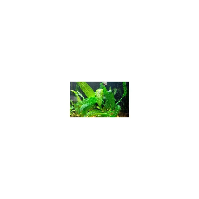 plantasdeacuarios192758