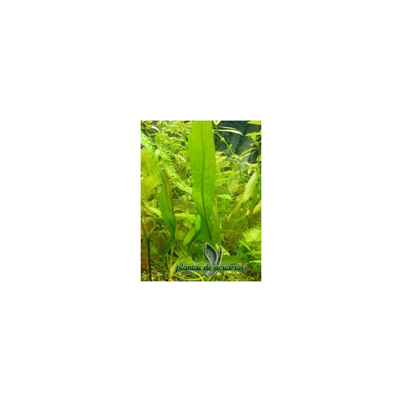 plantasdeacuarios192759