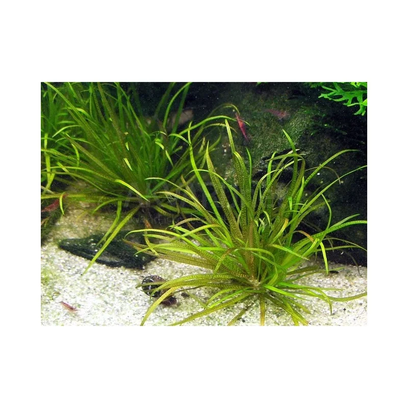 plantasdeacuarios192802