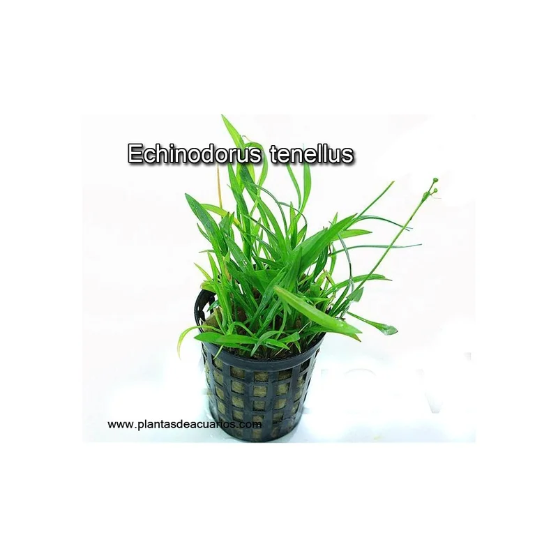 plantasdeacuarios192806