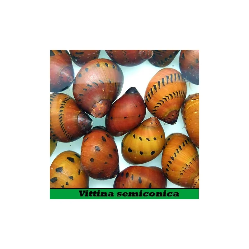 plantasdeacuarios192822