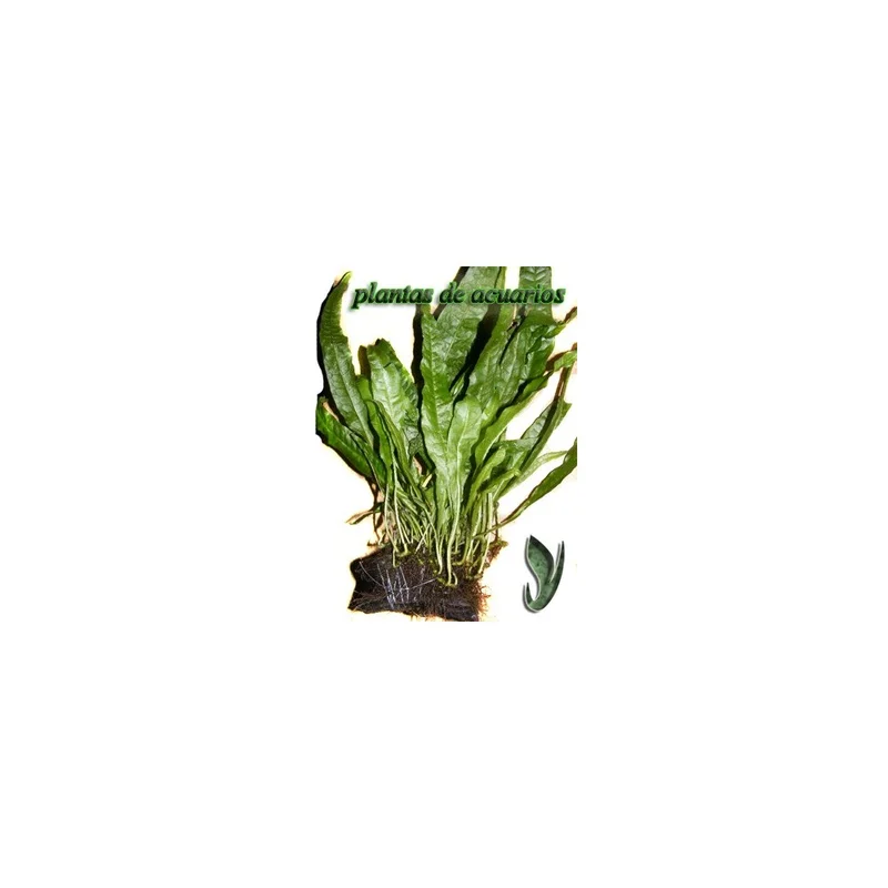 plantasdeacuarios192826