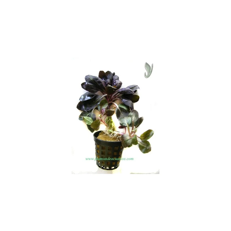 plantasdeacuarios192862