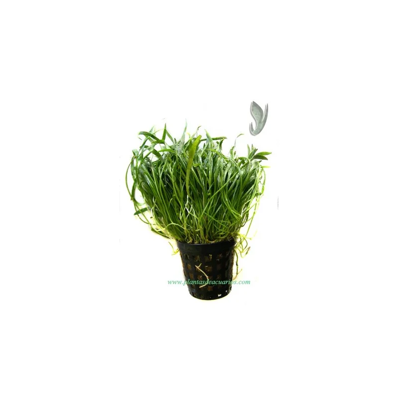 plantasdeacuarios192865
