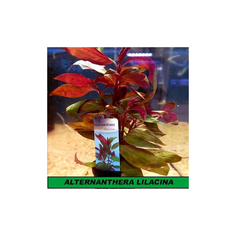 plantasdeacuarios192886