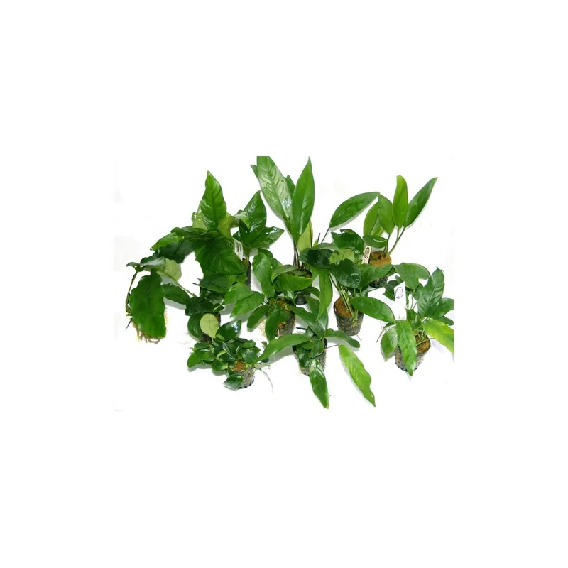 plantasdeacuarios192901