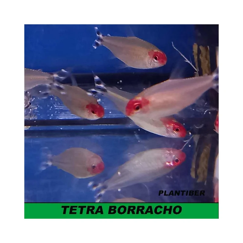 plantasdeacuarios192904