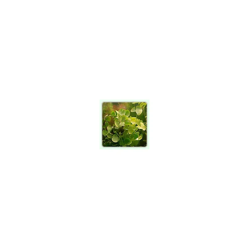 plantasdeacuarios192905